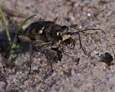 Image of Northern dune tiger beetle