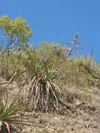 Puya claudiae Ibisch, R. Vásquez & E. Gross的圖片