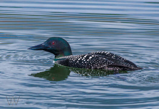 Image of loons