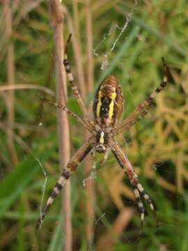 Image of Barbary Spider