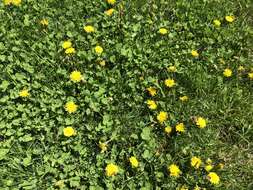 Image of Common Dandelion