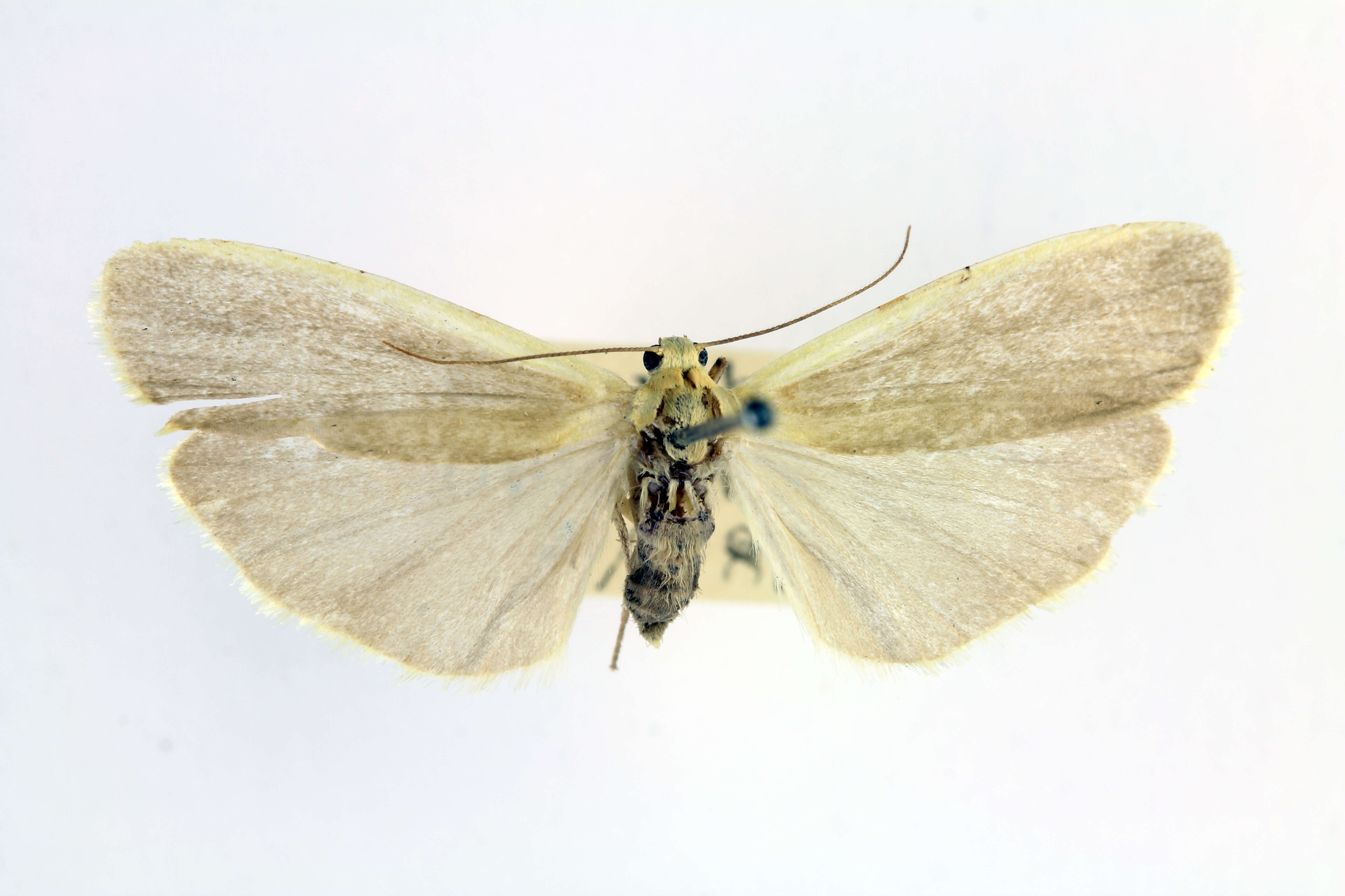 Image of buff footman