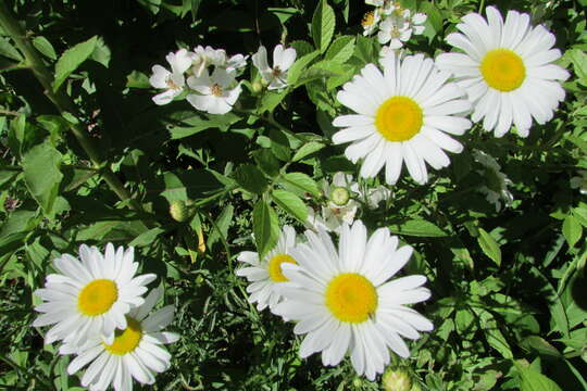 Image of Oxeye Daisy