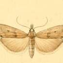 Image of Bradyrrhoa trapezella Duponchel 1836