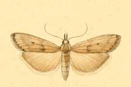 Image of Bradyrrhoa trapezella Duponchel 1836