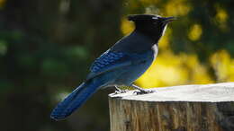 Image of Steller's Jay