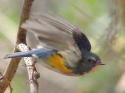 Image of Orange-flanked Bush-Robin