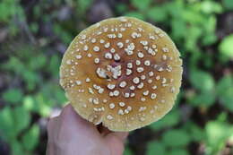 Image of Royal Fly Agaric