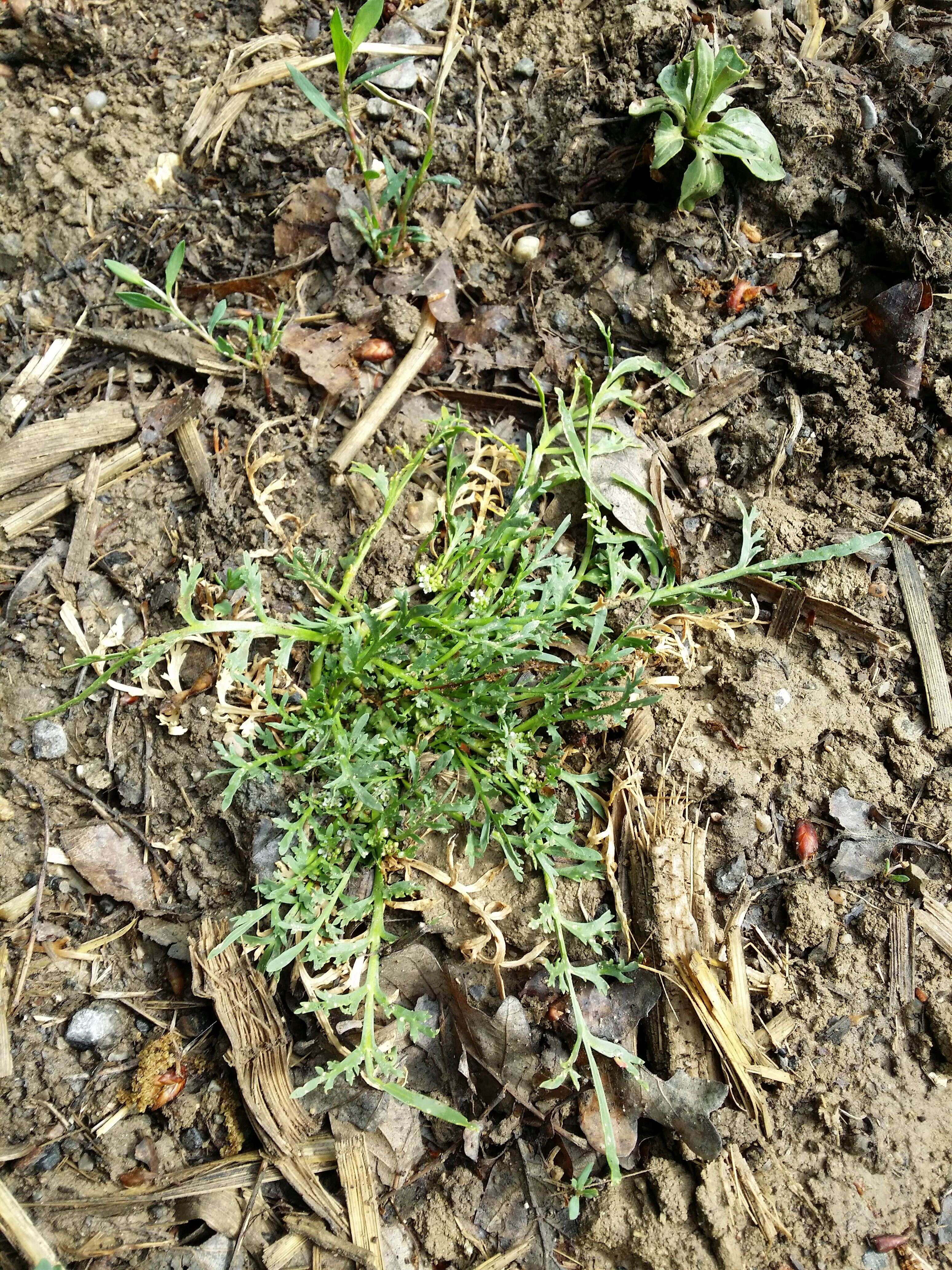 Image of Creeping Watercress