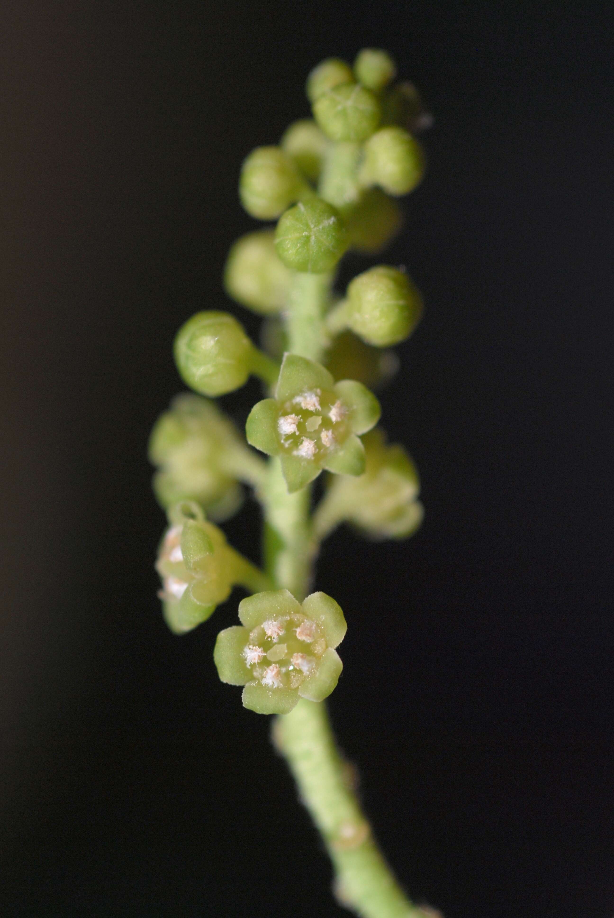 Image de Pyrularia pubera Michx.