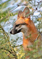 Image of Grey Foxes