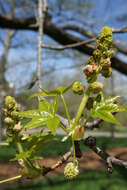 Image of American Sweetgum