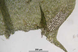 Image of common striated feather-moss