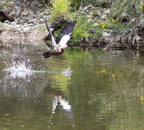 Image of Paradise Shelduck