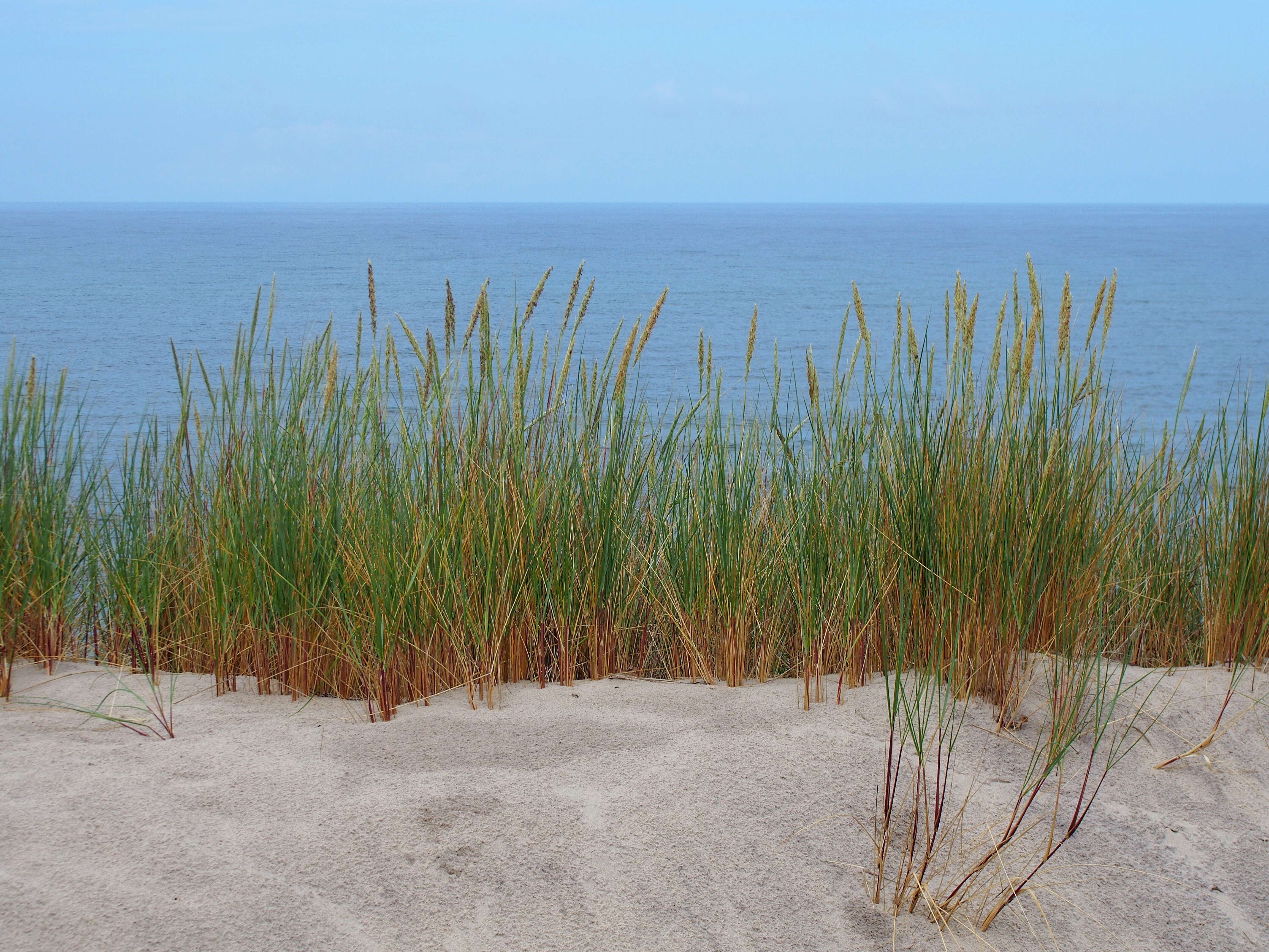 Image of European beachgrass