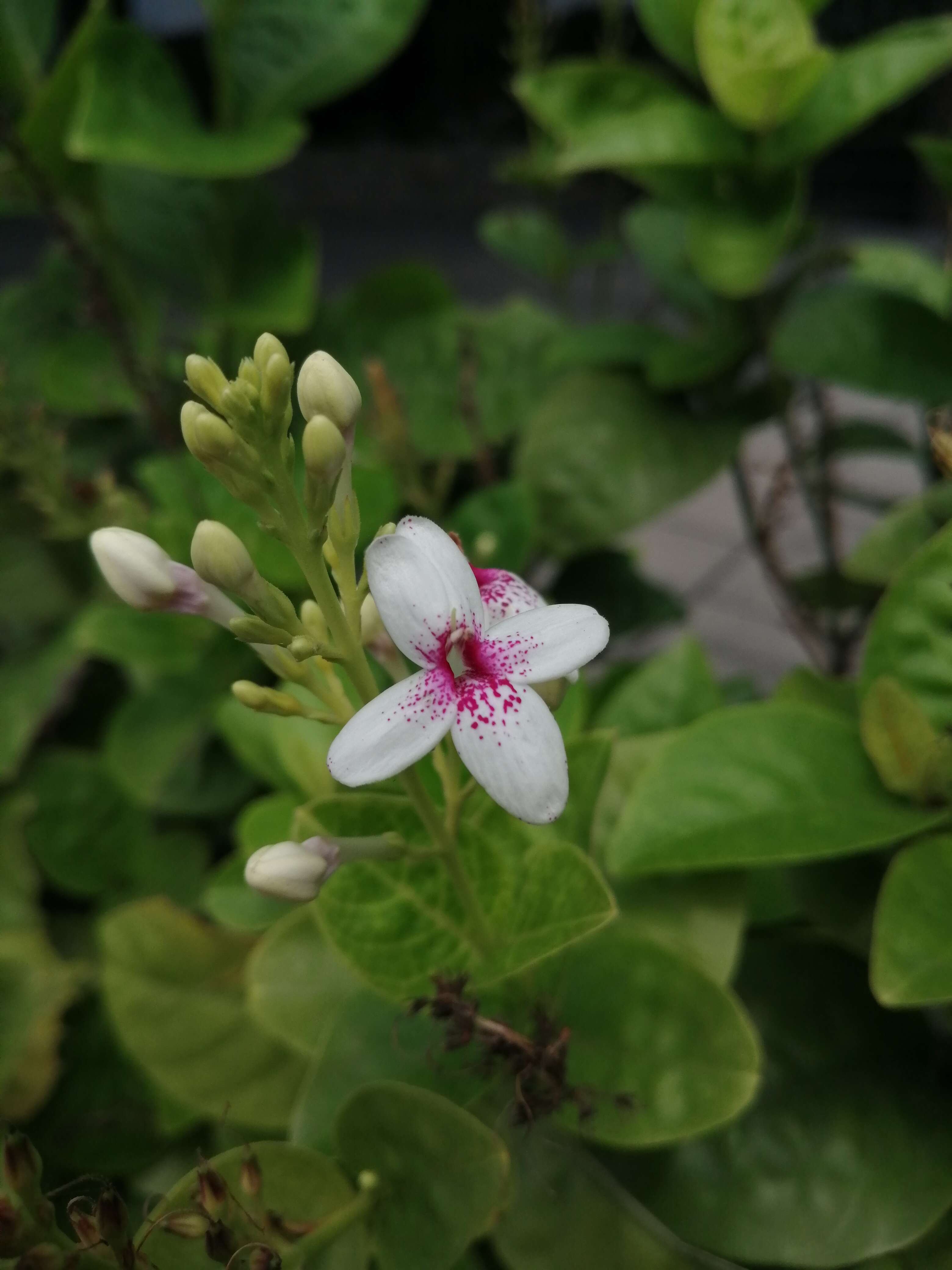 Pseuderanthemum maculatum (Lodd.) I. M. Turner resmi