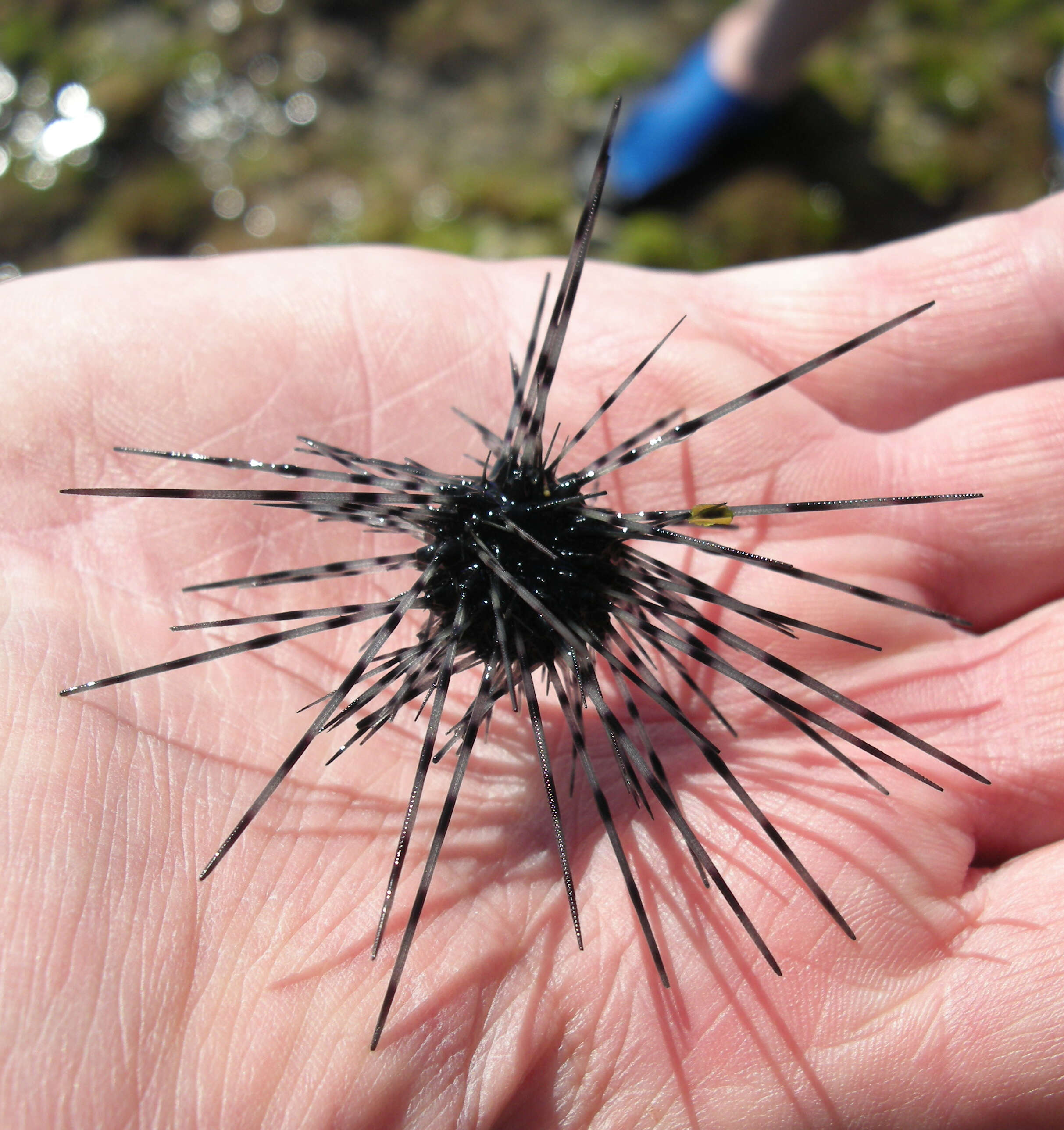 Image of sea urchins