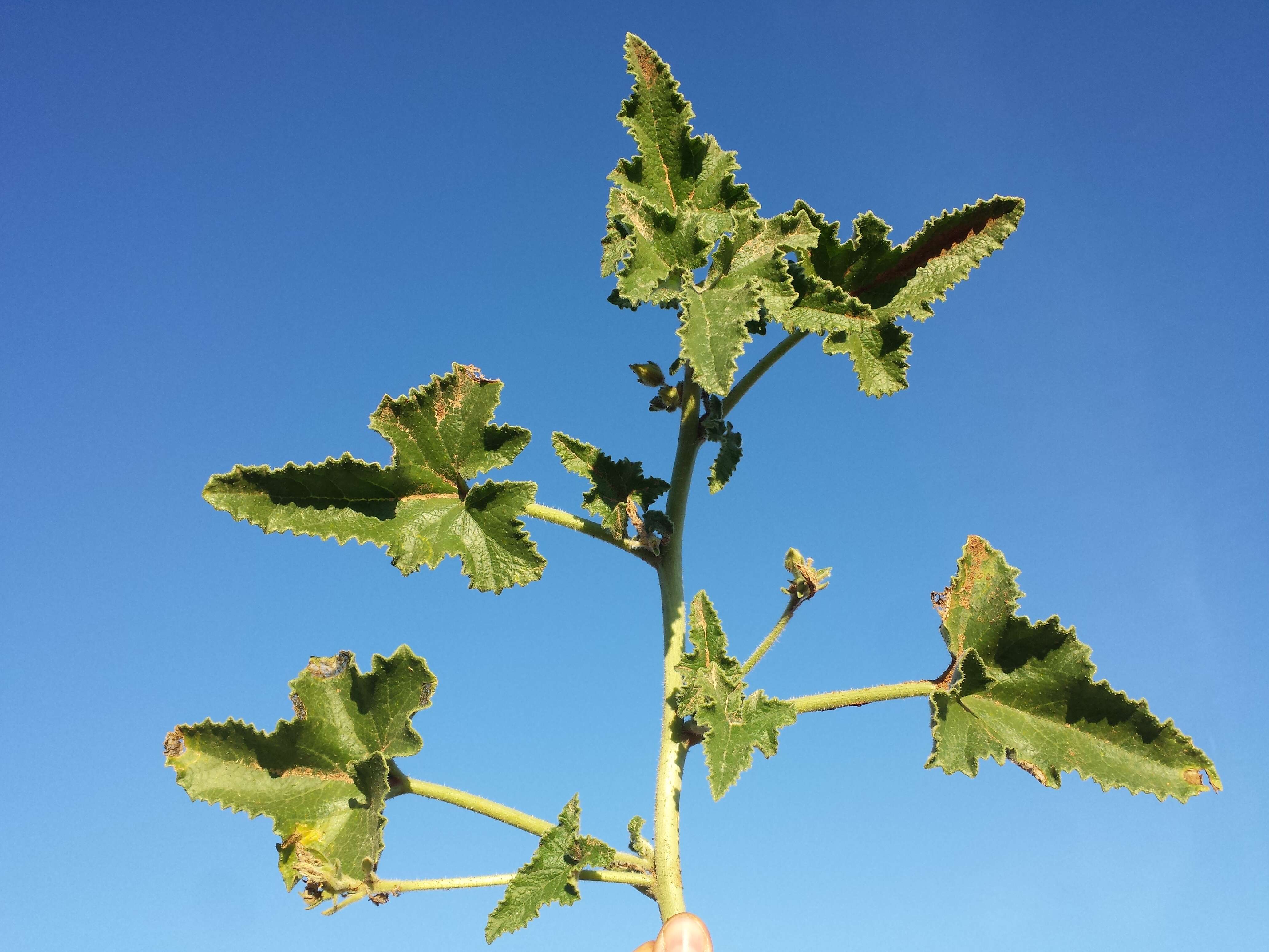 Image of squirting cucumber