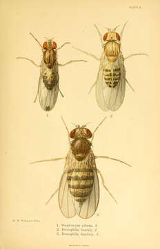 Imagem de Drosophila busckii Coquillett 1901