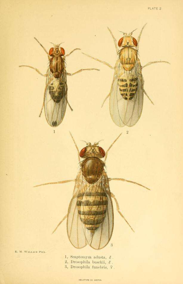 Image of Pomace fly