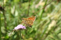 Image of Common Branded Skipper