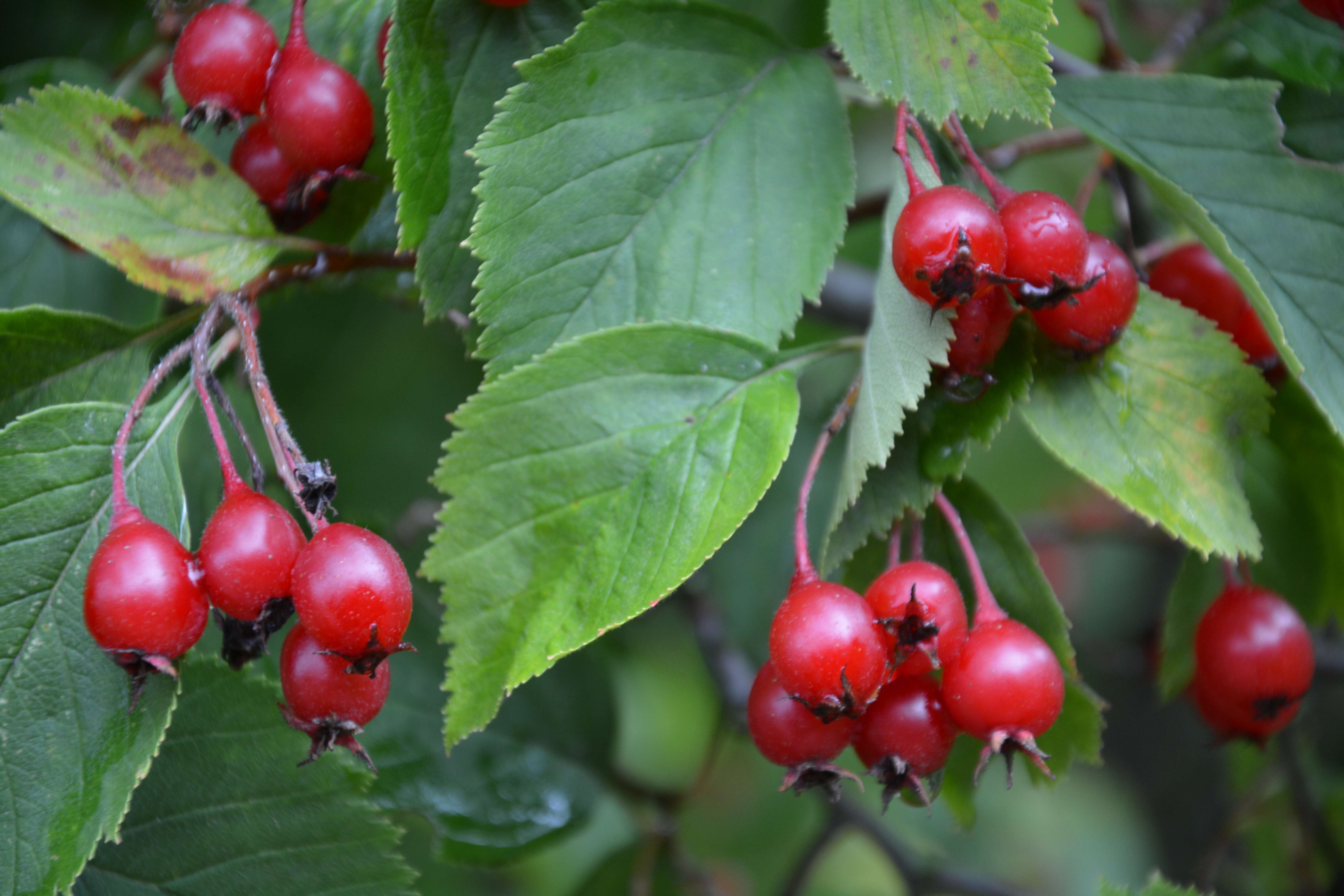 Image of cerro hawthorn