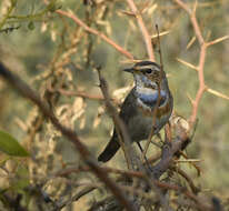 Image of Bluethroat