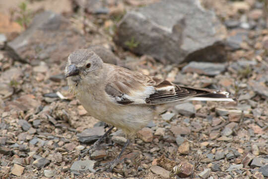 Image of Black-headed Mountain-Finch