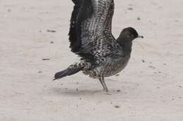 Image of Arctic Skua