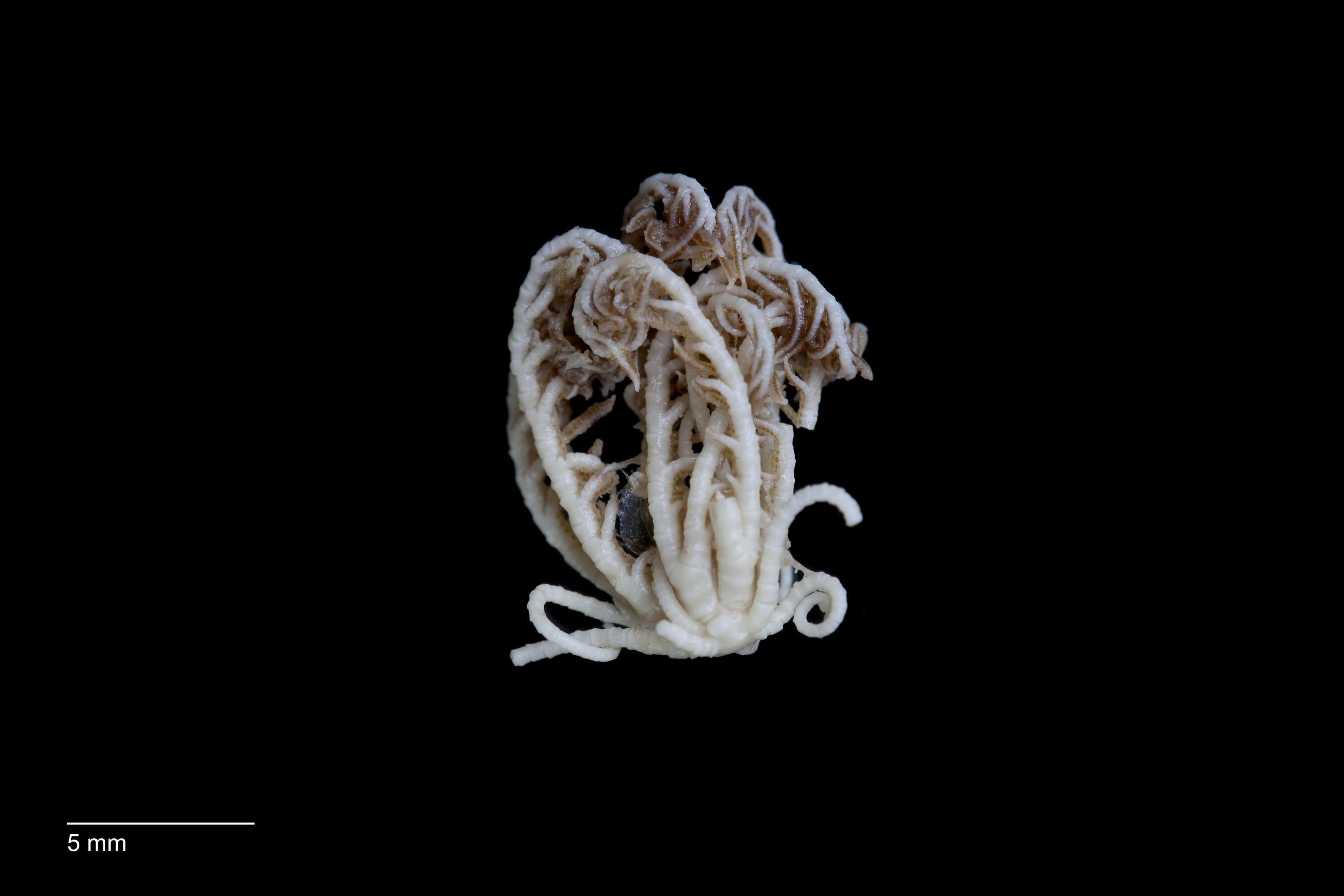 Image of Aporometra paedophora (HL Clark 1909)