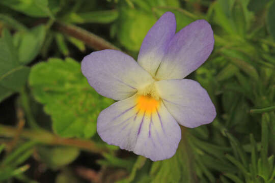 Image of Dwarf Pansy