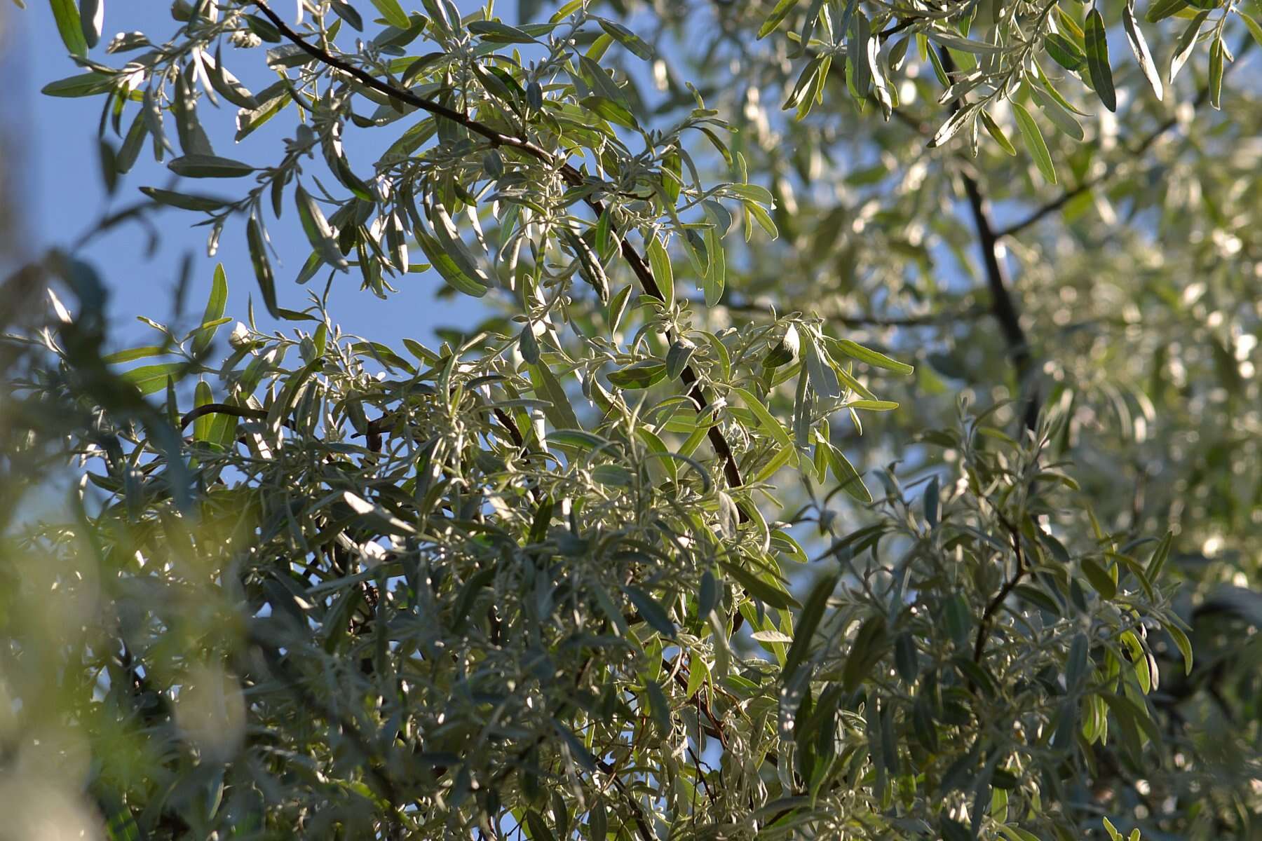 Plancia ëd Pyrus salicifolia Pall.