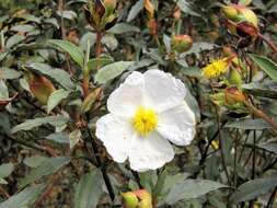 Imagem de Cistus laurifolius L.