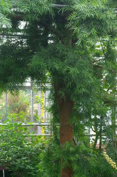 Image of Sickle-leaved Yellowwood