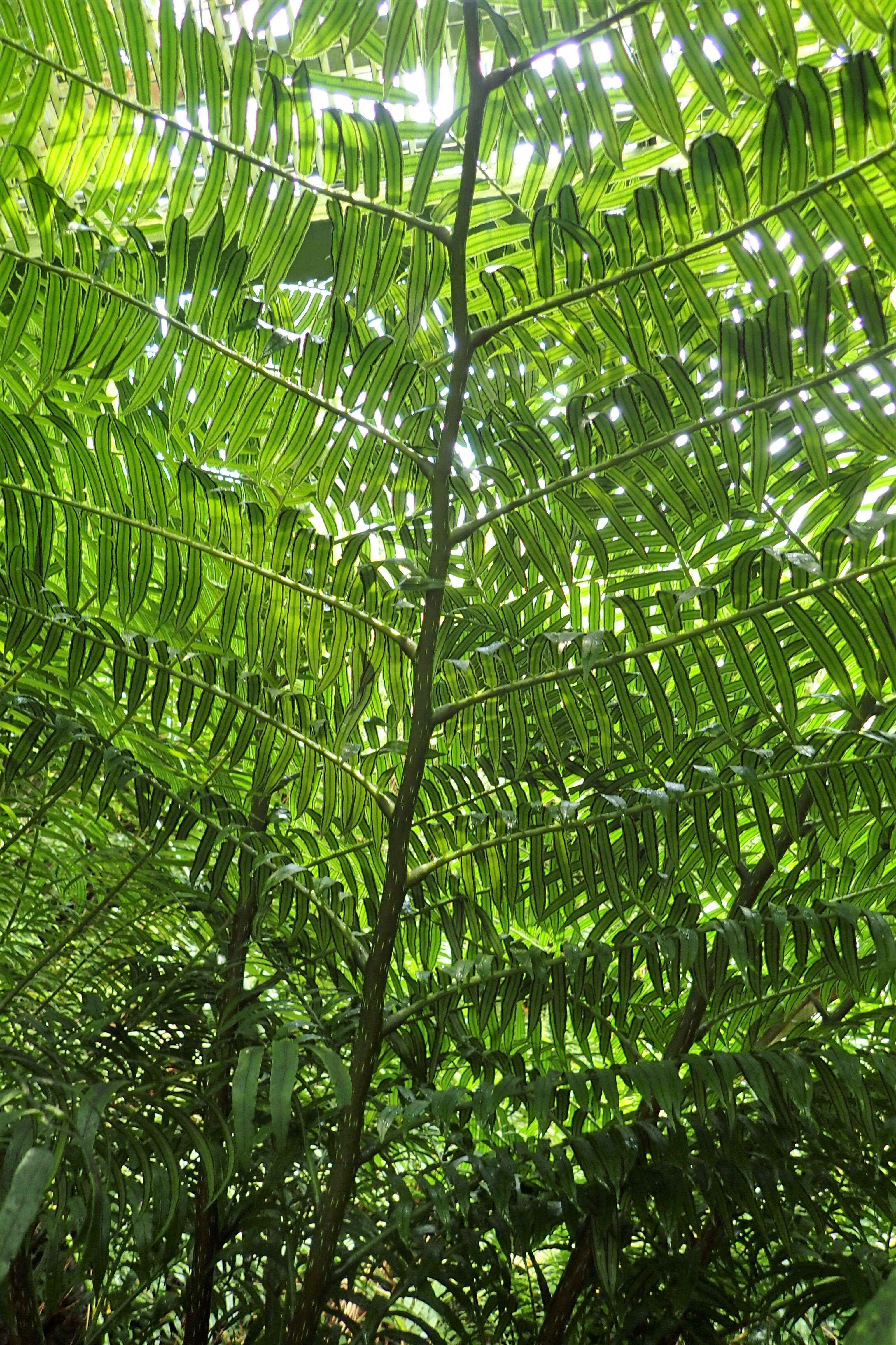 Image of angiopteris fern