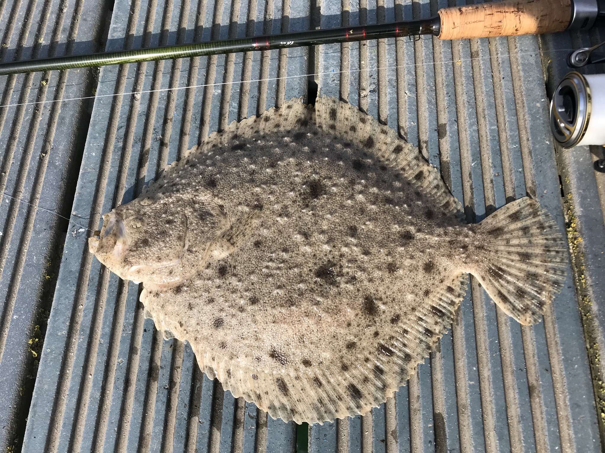 Image of turbot