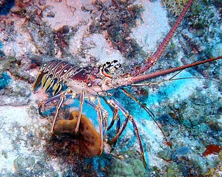 Image of Caribbean Spiny Lobster