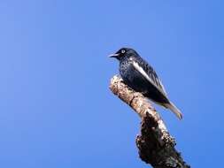 Image of White-tailed Cotinga