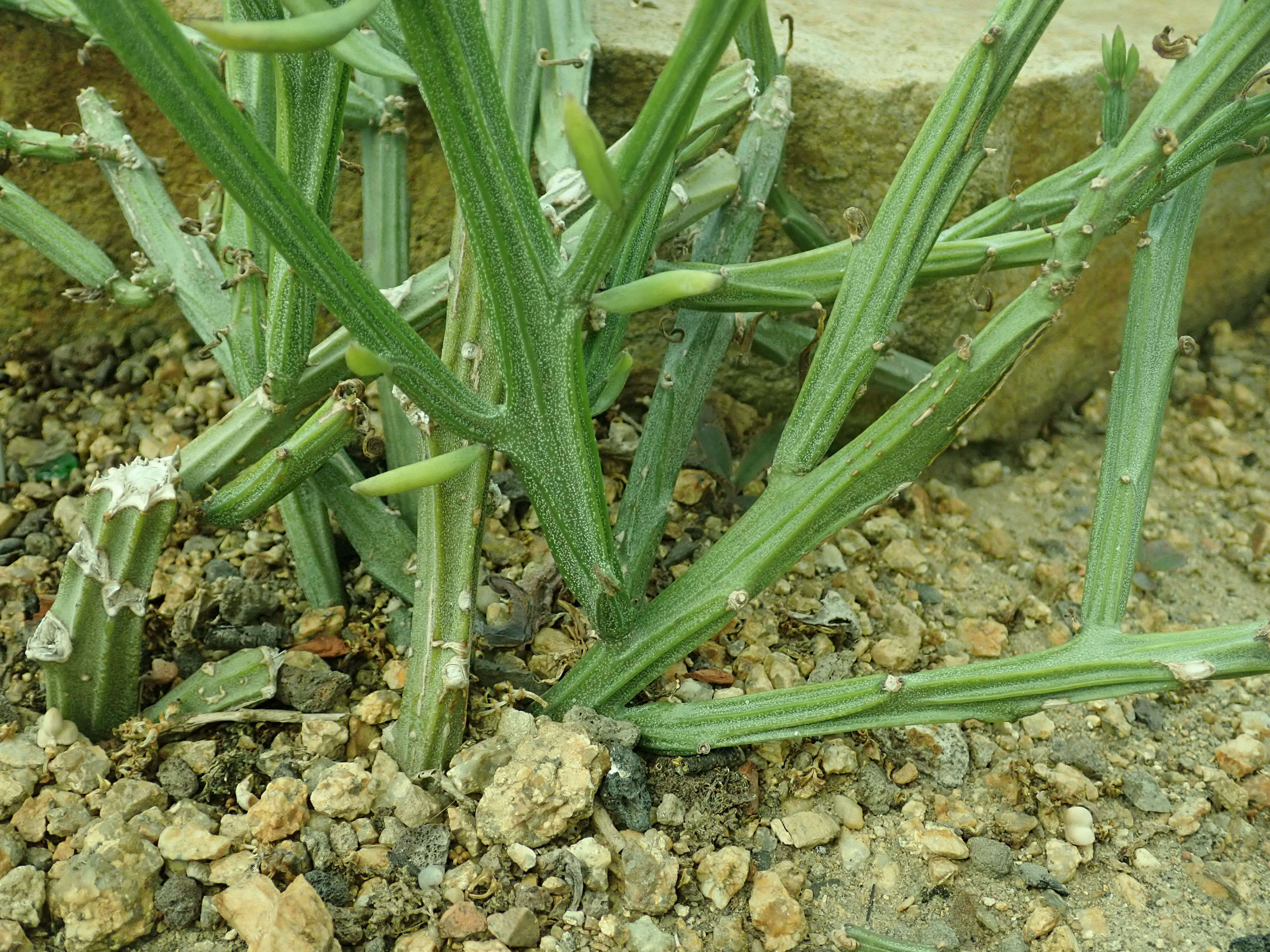 Image of Kleinia madagascariensis (Humbert) P. Halliday