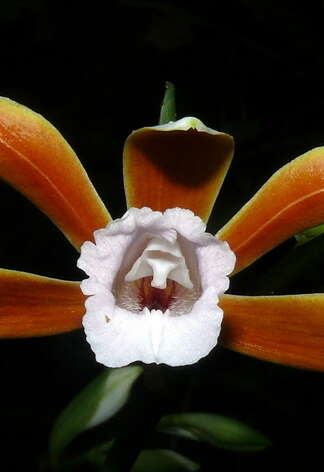 Imagem de Phaius philippinensis N. E. Br.