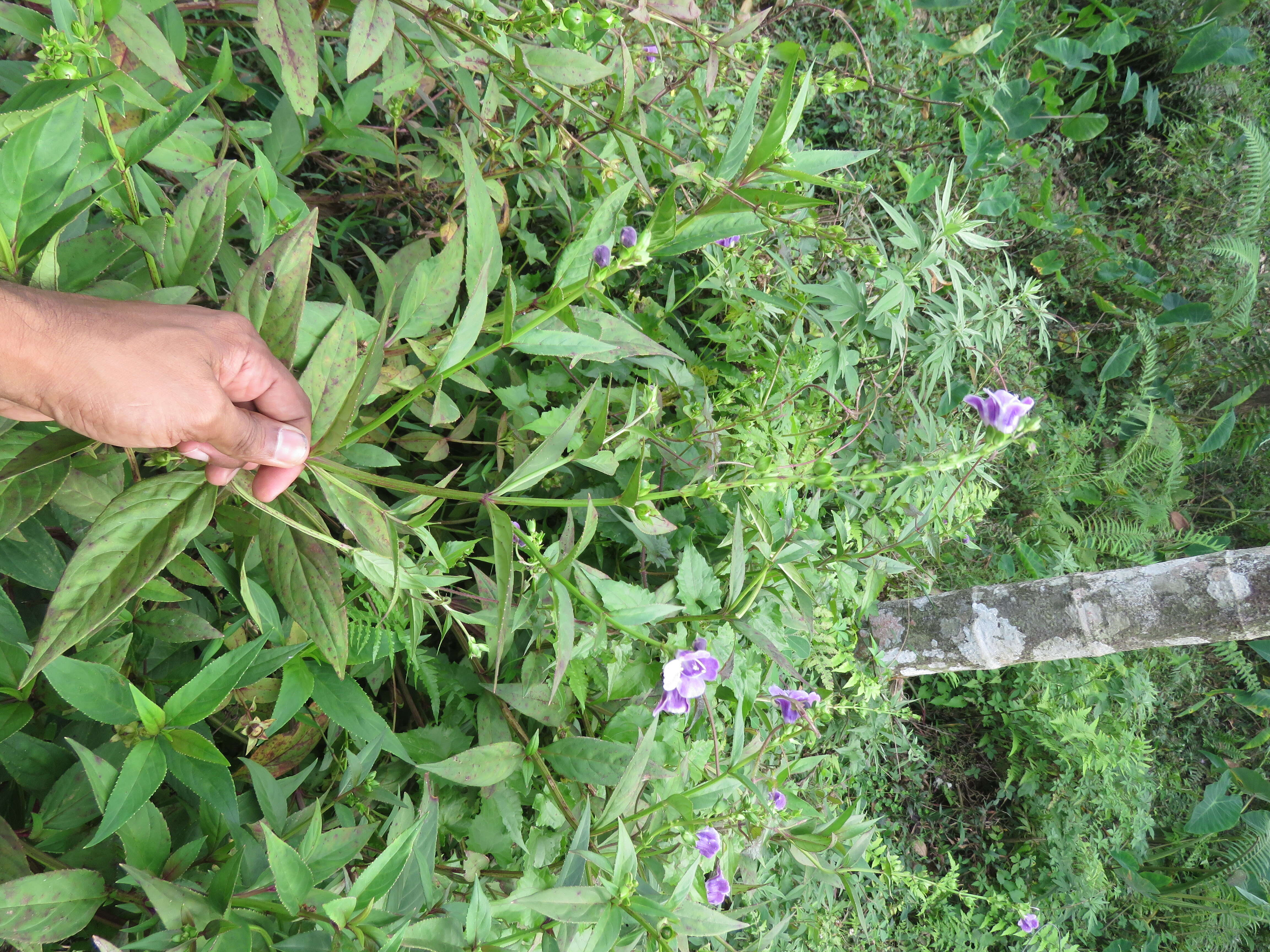 Image of Artanema longifolium (L.) Vatke