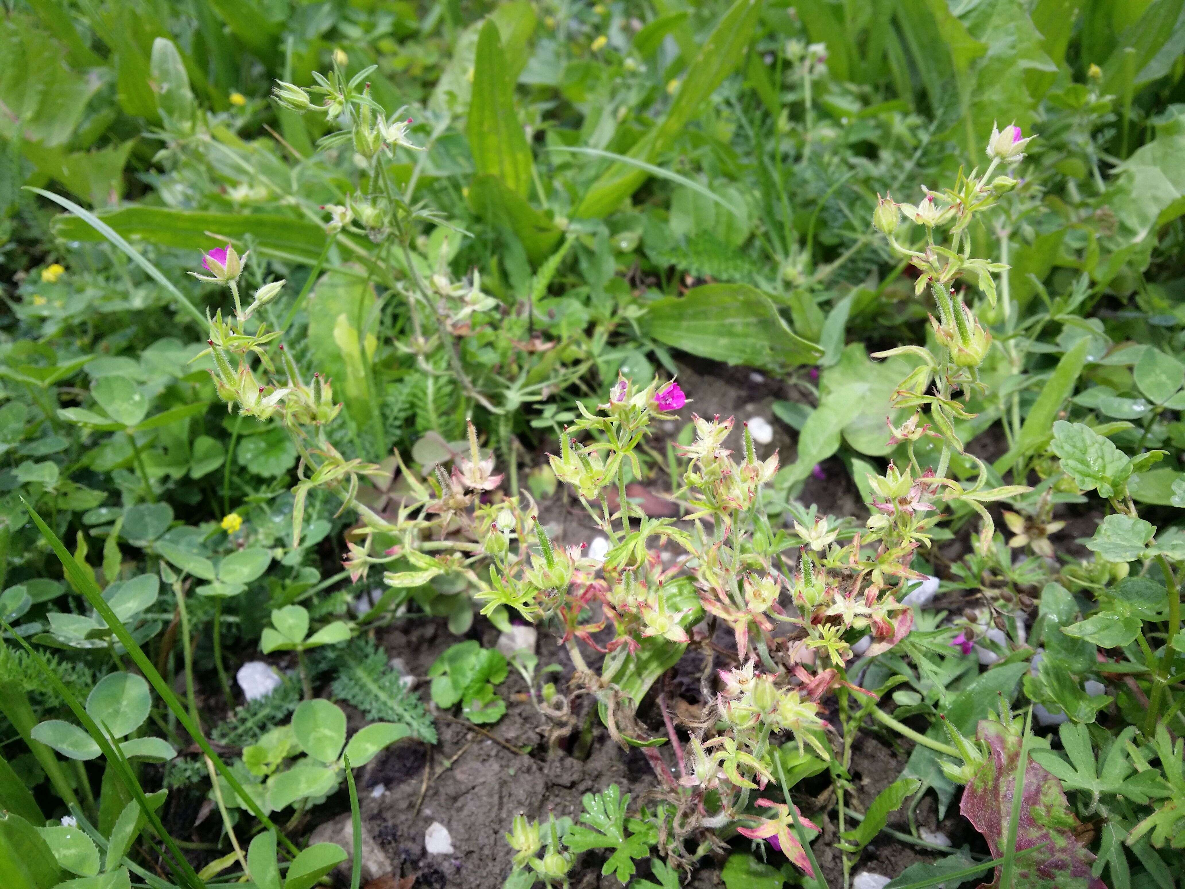 Plancia ëd Geranium dissectum L.