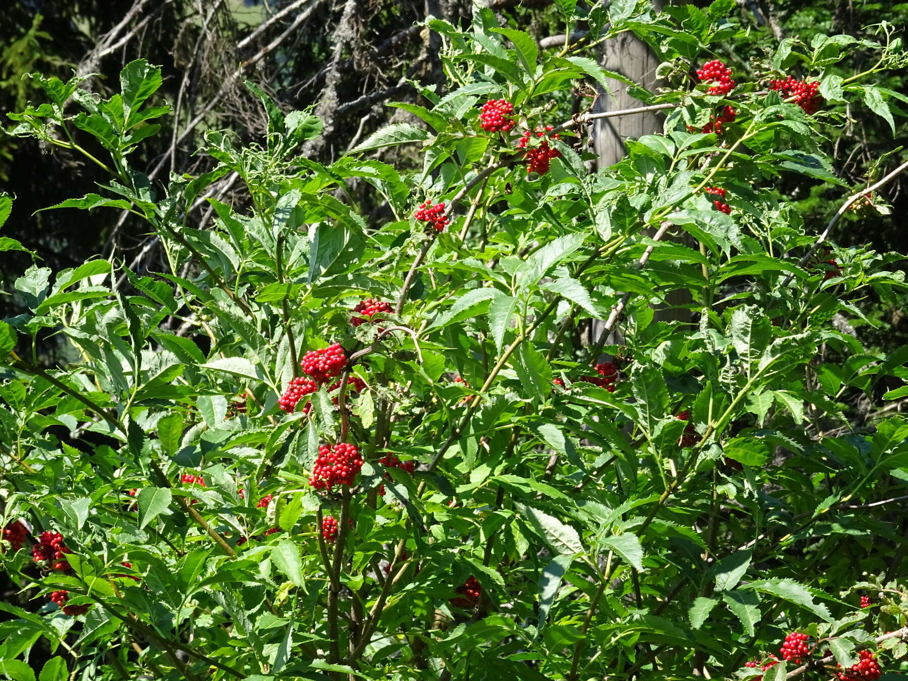 Imagem de Sambucus racemosa L.