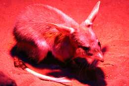 Image of rabbit-bandicoots