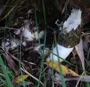 Image of Stinkhorn