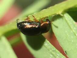 Image of Bronze leaf beetle