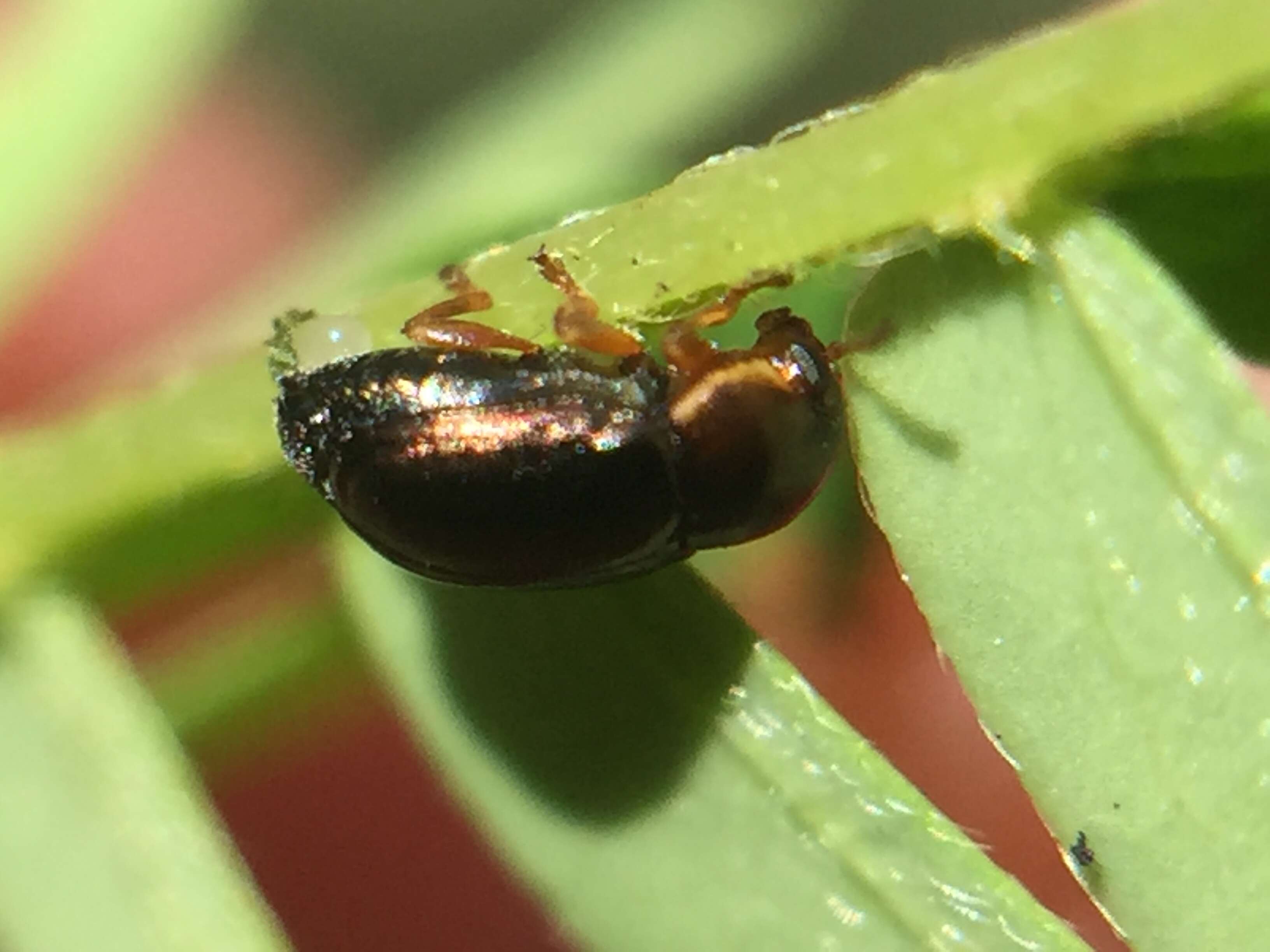 Image of Bronze leaf beetle
