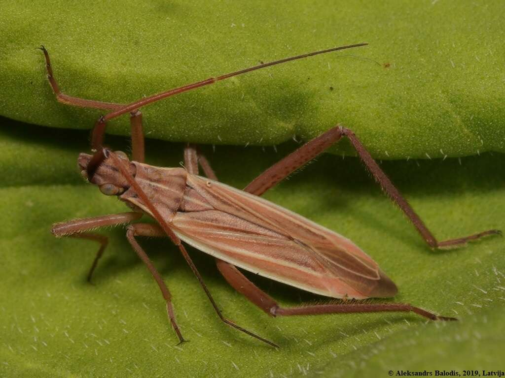 Image de Notostira elongata (Geoffroy 1785)