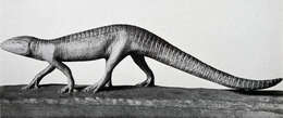 Image of Stegomosuchus