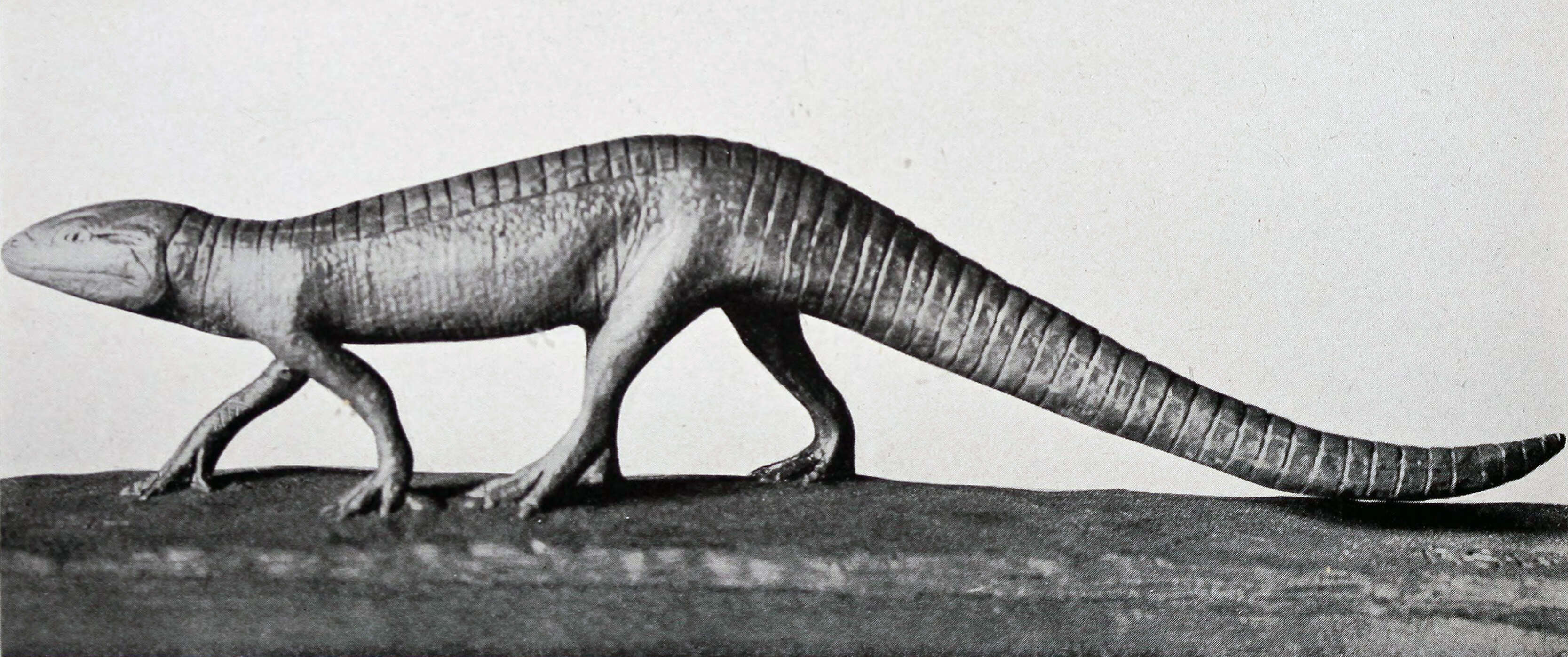 Image of Stegomosuchus